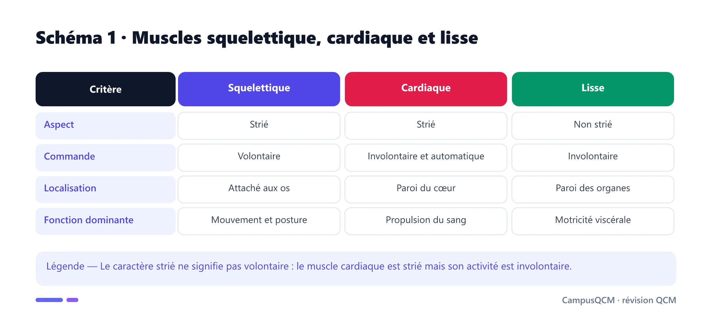 Comparaison des trois types de muscles humains.
