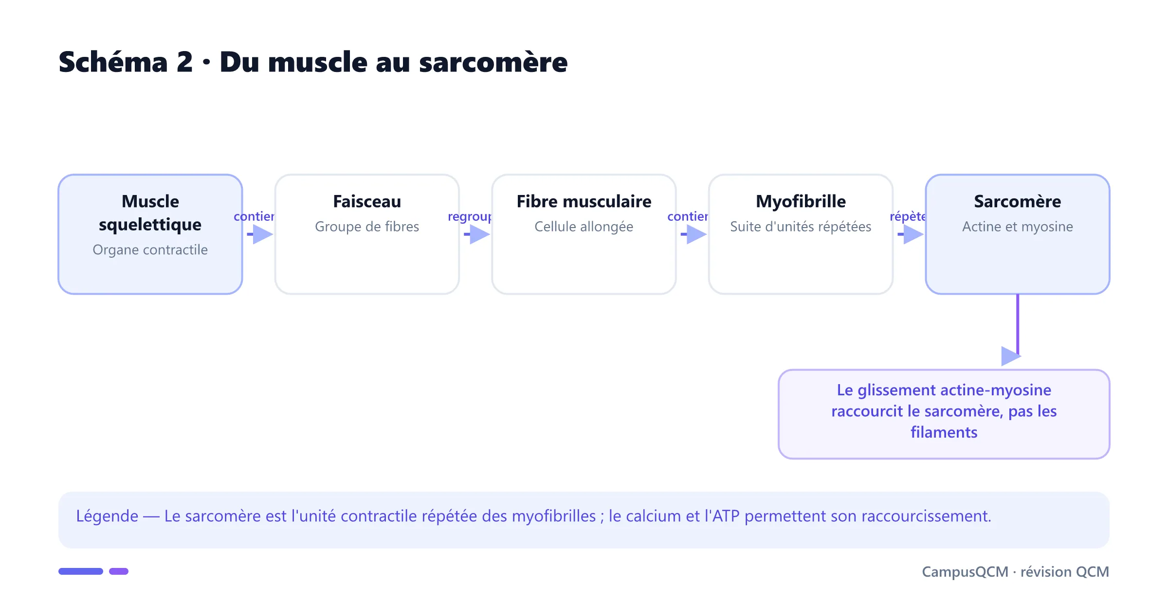Organisation hiérarchique du muscle squelettique jusqu'au sarcomère.