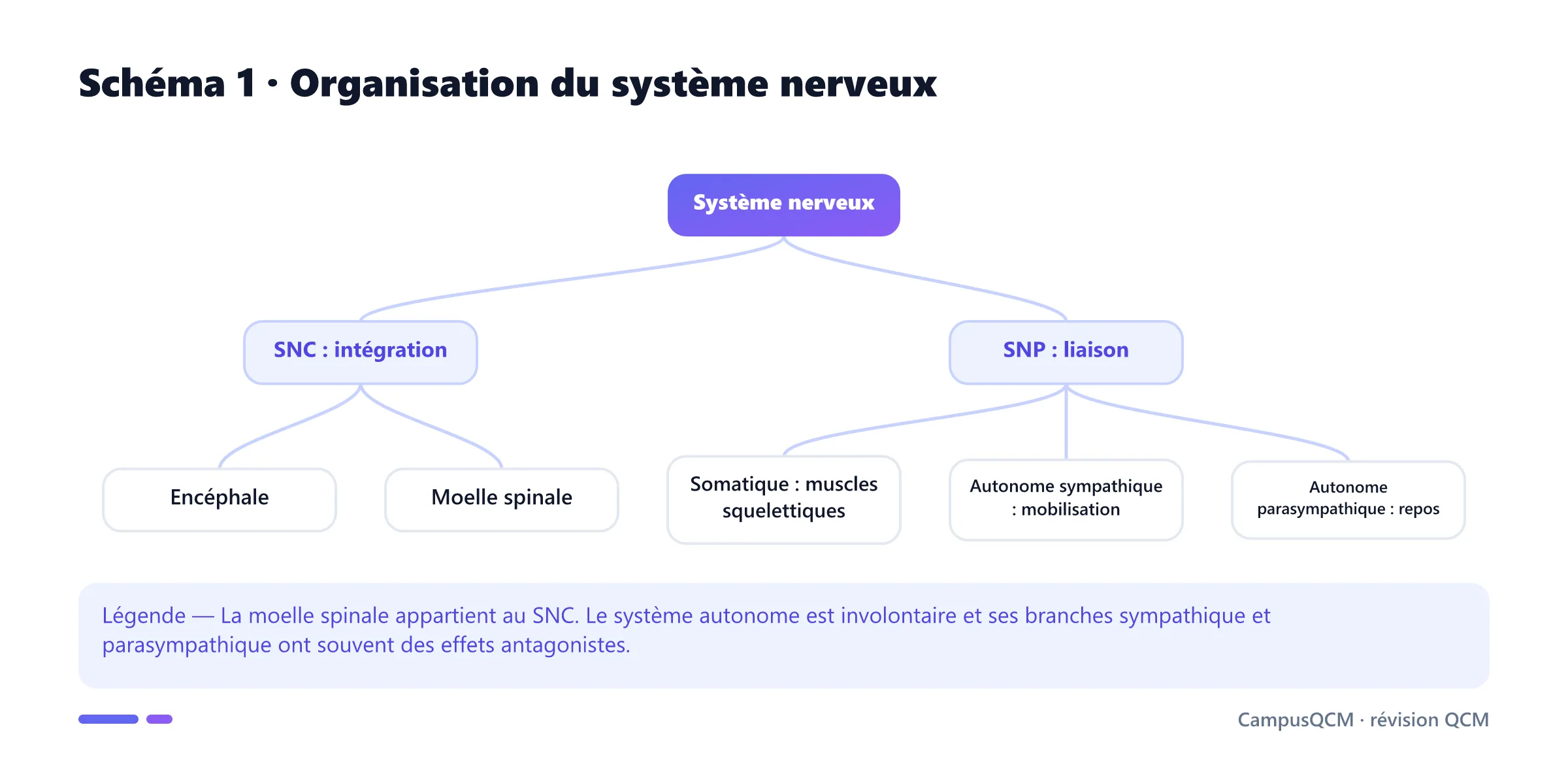 Arbre du système nerveux central, périphérique, somatique et autonome.
