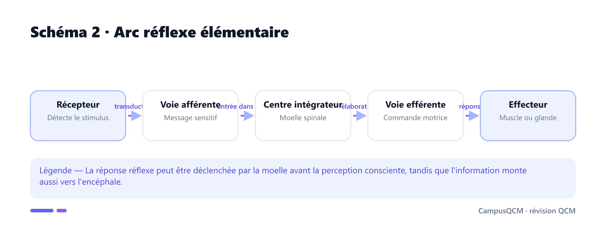Arc réflexe du récepteur à l'effecteur via la moelle spinale.