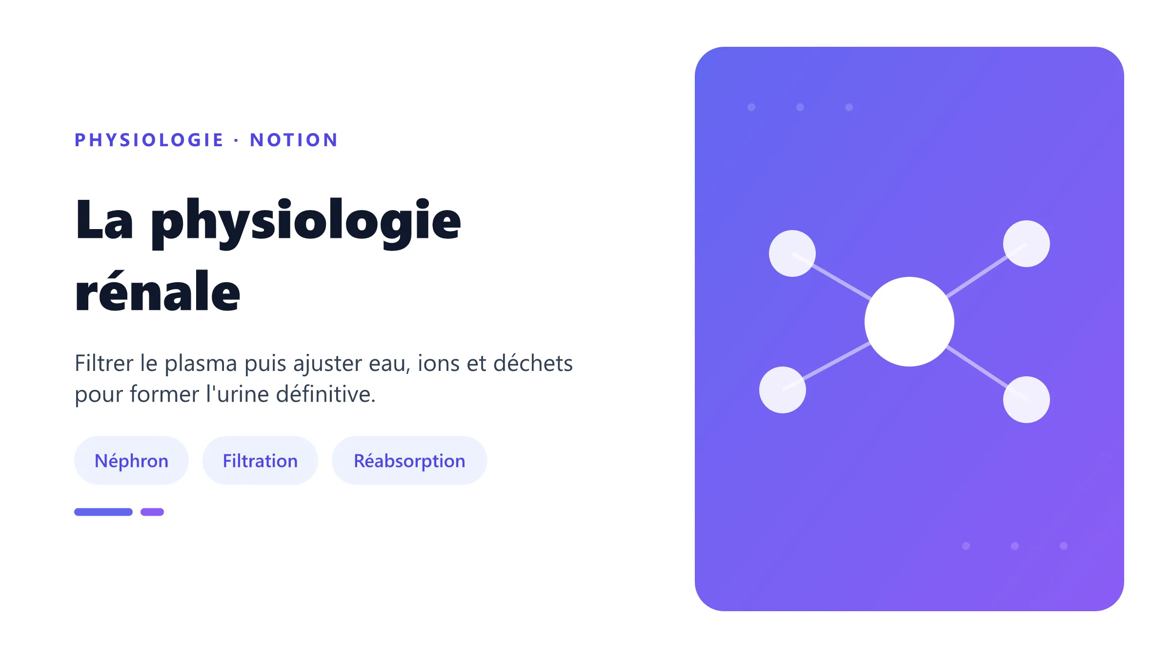 La physiologie rénale Fonctions du néphron dans la formation de l'urine.