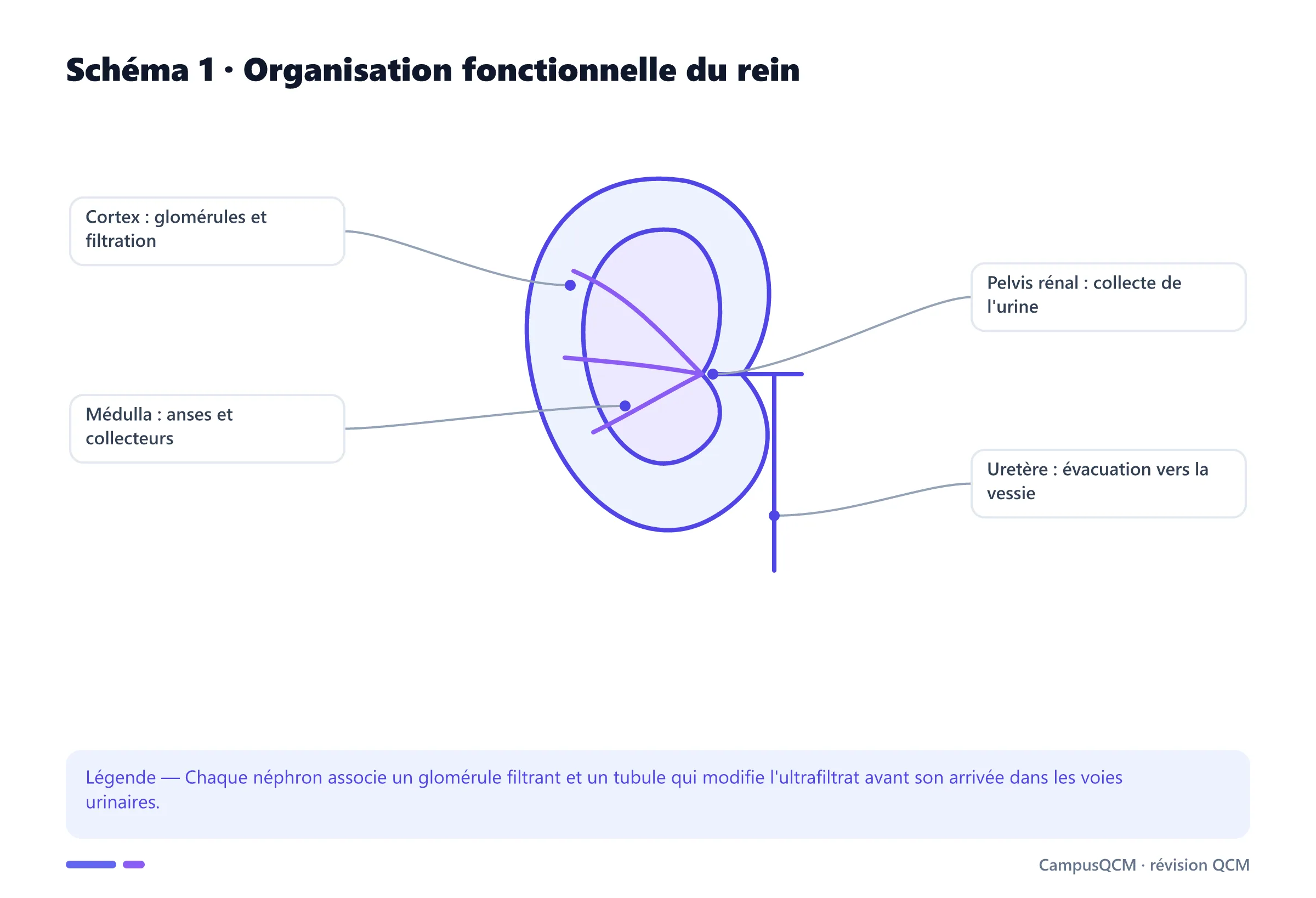 Coupe fonctionnelle du rein avec cortex, médulla, pelvis et uretère.