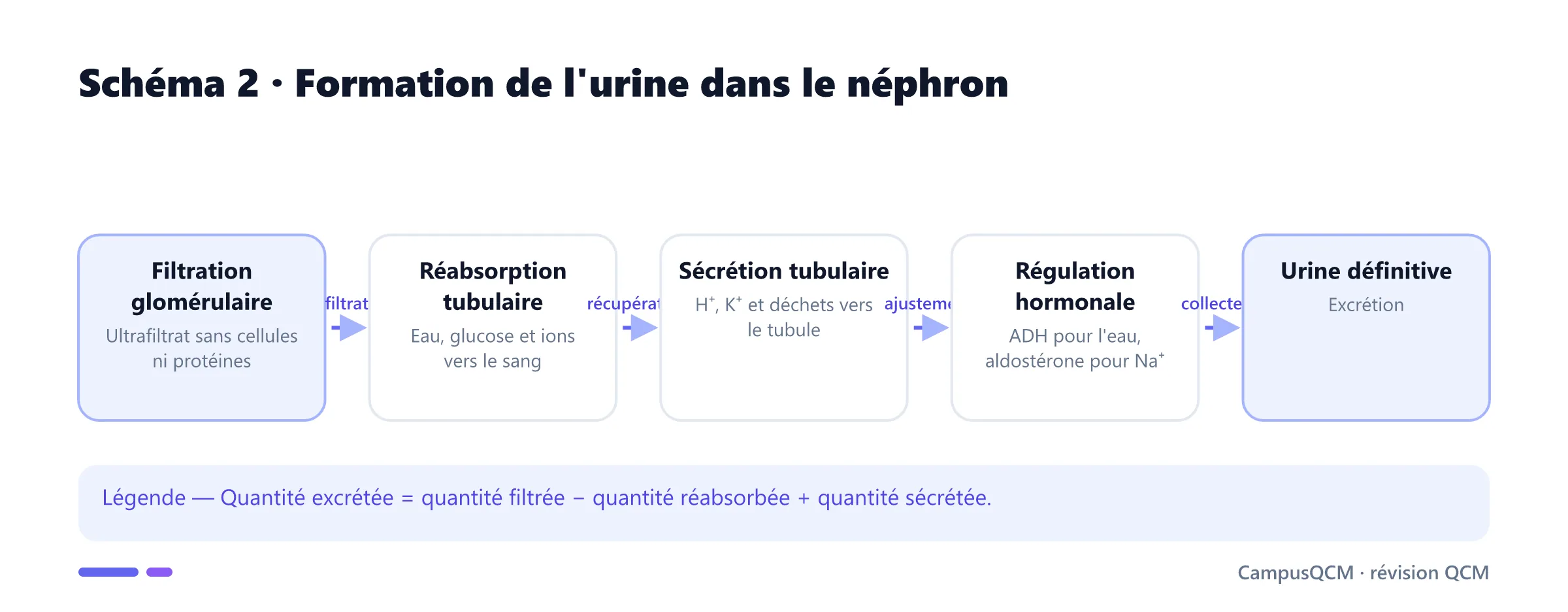 Étapes de formation de l'urine par filtration, réabsorption et sécrétion.