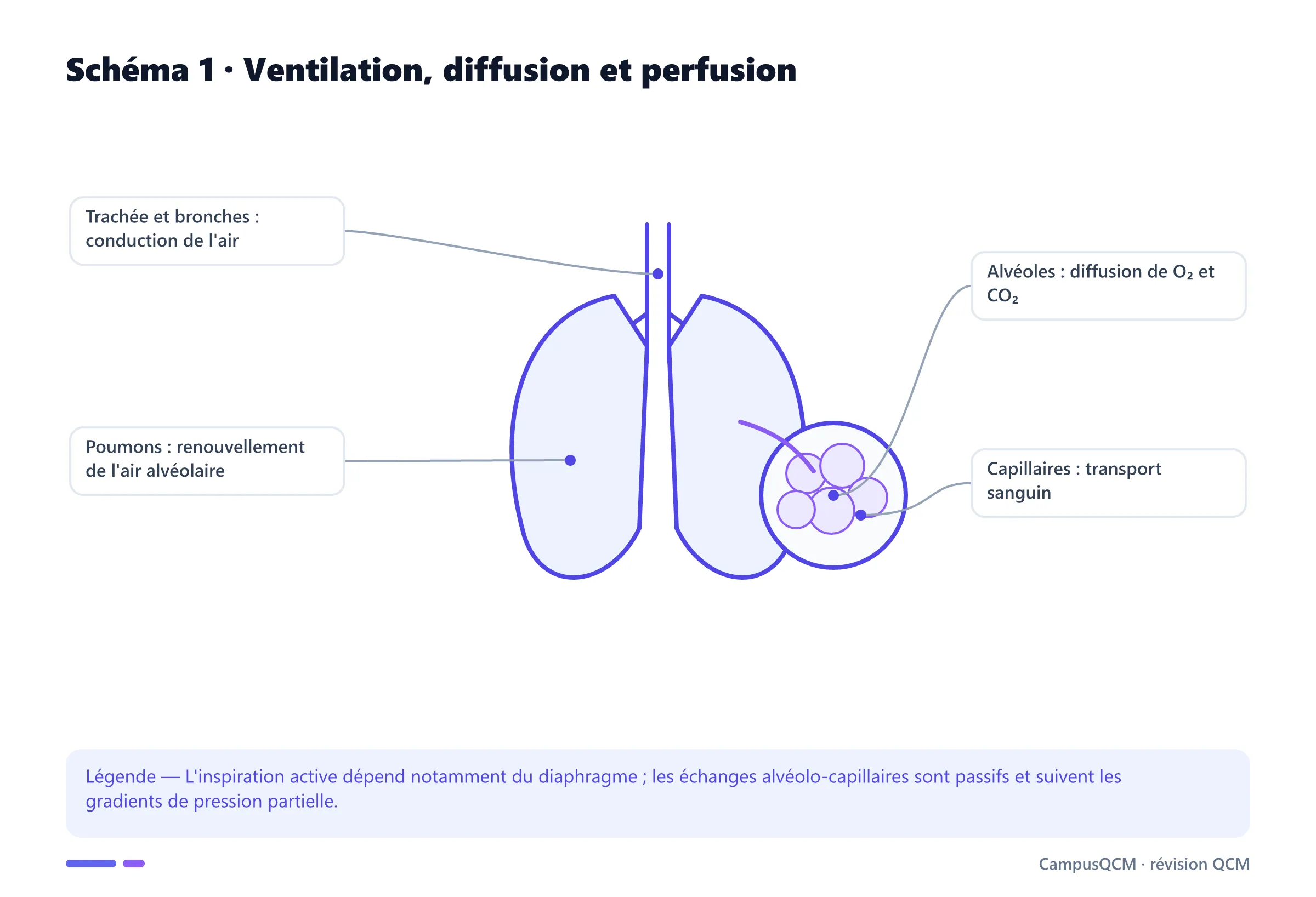 Poumons et alvéoles légendés pour la ventilation et les échanges gazeux.