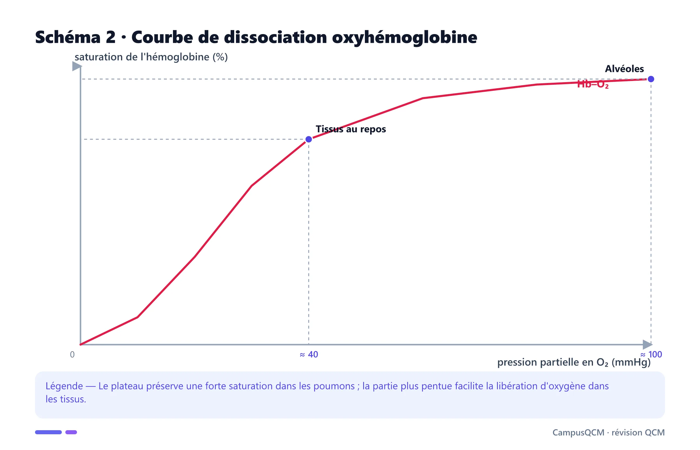 Courbe sigmoïde de saturation de l'hémoglobine selon la pression partielle en oxygène.